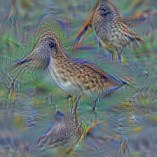 n02028035 redshank, Tringa totanus